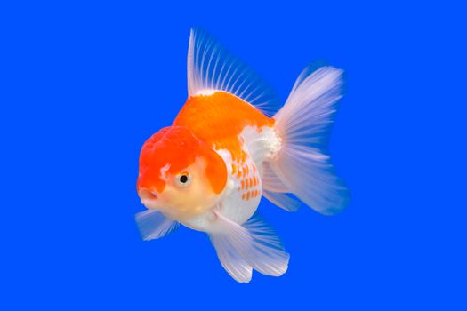 A goldfish on a blue background.