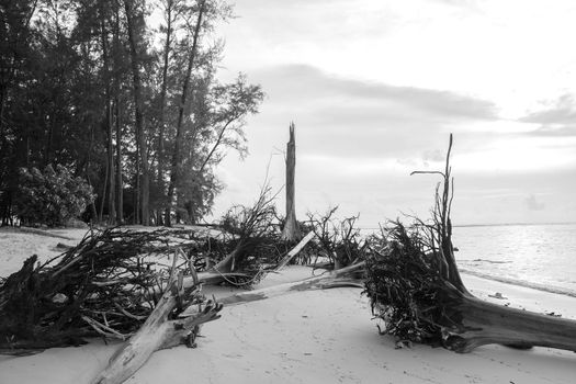 Dead tree trunk on tropical beach