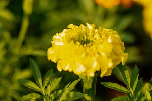 Bright Yellow Chrysanthemums Blooming in the summer time . High quality photo