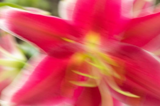 Blurred Photo of Vibrant pink Tiger Lilies Stargazer lilies flowers in blooming summer Close up . High quality photo