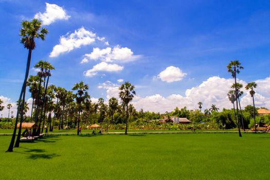 View of sugar palm in beautiful rice fields.