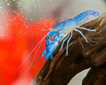 Blue crayfish Standing gracefully