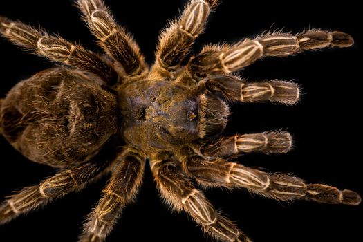 Big hairy tarantula isolated