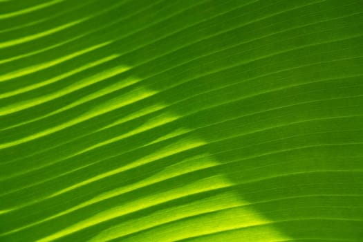 Background of exotic leaves. Texture of green banana leave, diagonal lines. Close-up.