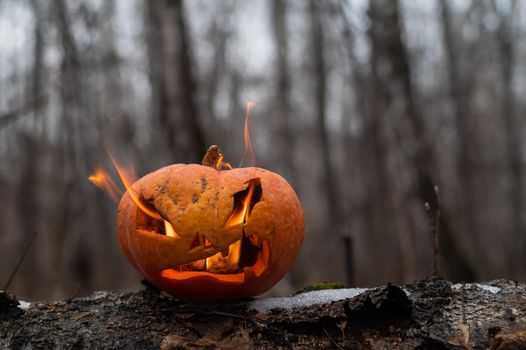 Scary pumpkin with tongues of flame in a dense forest. Jack o lantern for halloween.