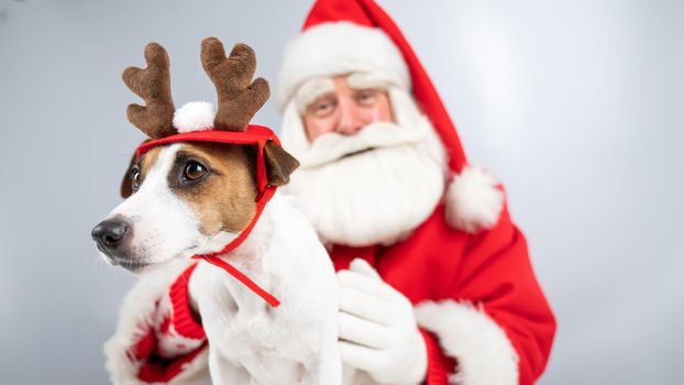 Santa claus and jack russell terrier dog dressed as a reindeer, santa's helper on a white background