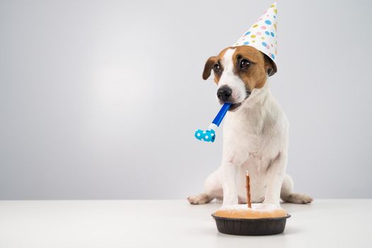 Funny dog Jack Russell Terrier dressed in a birthday cap holding a whistle on a white background. The puppy sits at the table in front of the Candle Pie.