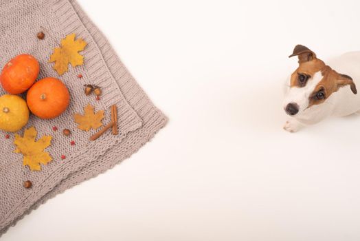 The dog lies next to the autumn flat lay. Pumpkins and maple leaves viburnum and cinnamon and acorns on a gray plaid on a white background.