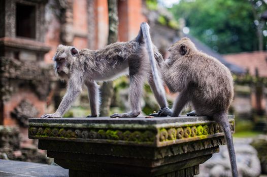 Monkeys in the monkey forest, Bali, Indonesia