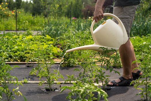 A breast with tomato plants on the ground covered with agro fiber close-up, the farmer is watering in the garden.