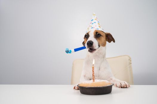 Funny dog Jack Russell Terrier dressed in a birthday cap holding a whistle on a white background. The puppy sits at the table in front of the Candle Pie.