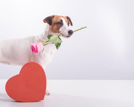 A cute little dog sits next to a heart-shaped box and holds a pink rose in his mouth on a white background. Valentine's day gift.