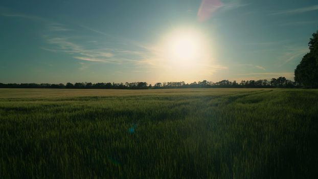 View on the green wheat field in sunset. Nature in spring season evening time. Landscape without people