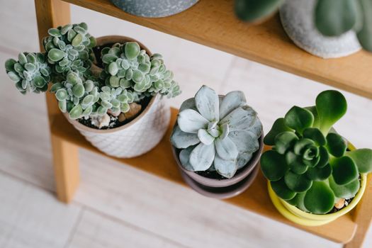 Many indoor plants in white, gray and yellow pots stand on a wooden shelf. Beautiful succulents. View from above.