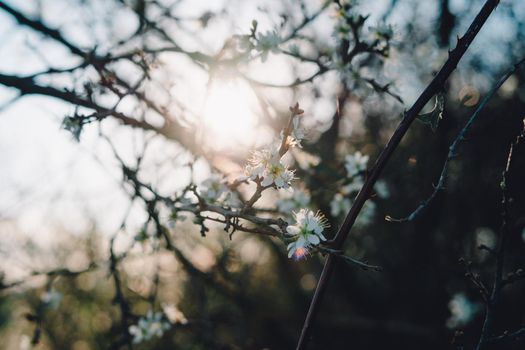 A ray of sunshine through the flowering branches of the spring tree. Spring.