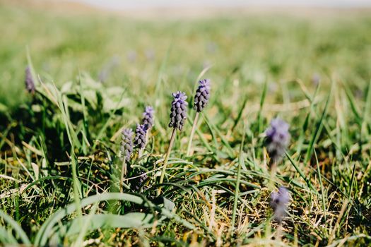 Wild flowers of Muscari. Purple flowers in a clearing.