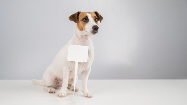 Jack Russell Terrier with a sign on a white background. Dog holding bogus ad
