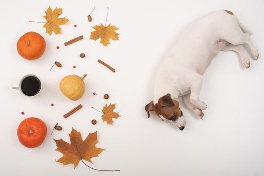 The dog lies next to the autumn flat lei. Pumpkins and maple leaves viburnum and cinnamon and acorns on a white background.