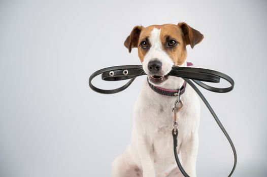 Jack russell terrier dog holding a leash on a white background