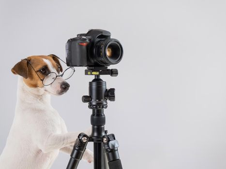 Dog jack russell terrier with glasses takes pictures on a camera on a tripod on a white background.