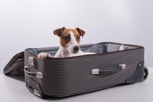 Jack Russell Terrier sits in a suitcase on a white background in anticipation of a vacation. The dog is going on a journey with the owners.