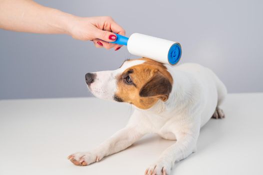 A woman uses a sticky roller to remove hair on a dog.