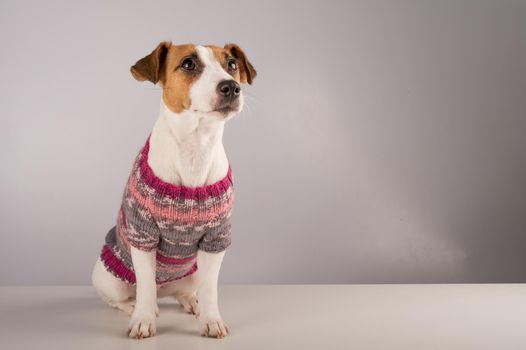 Jack russell terrier dog in a knitted woolen sweater on a white background