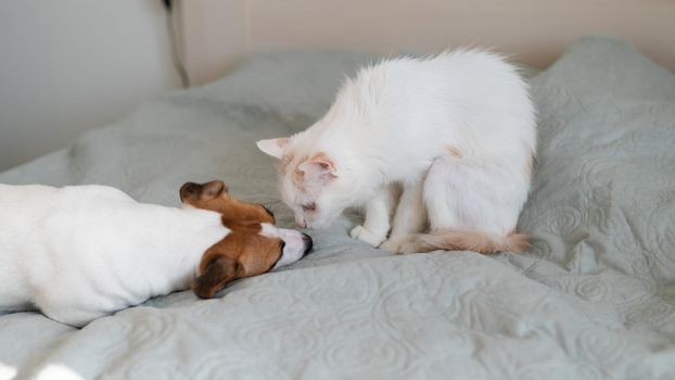 Jack russell terrier dog and irritated white cat on the bed