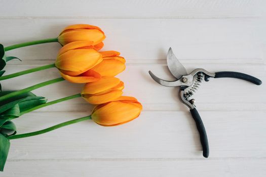 Freshly cut orange tulips. Garden tool. Secateur with black rubberized handles.