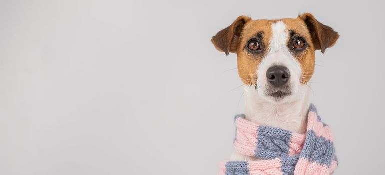 Dog Jack Russell Terrier wearing a knit scarf on a white background