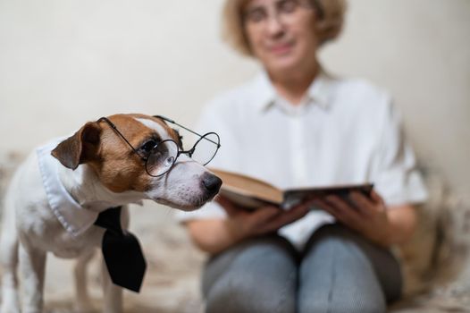 Elderly caucasian woman reading a book with a smart dog jack russell terrier wearing glasses and a tie on the sofa.