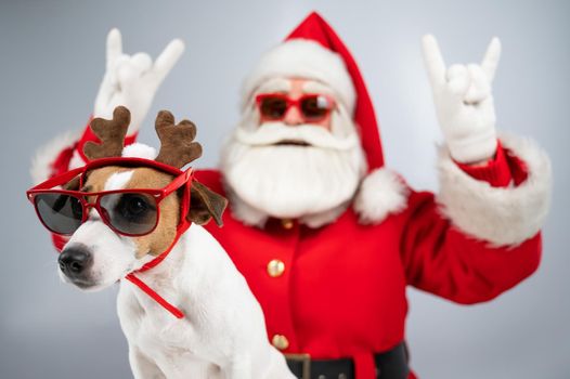 Santa claus and santa's helper in sunglasses on a white background. Jack russell terrier dog in a deer costume.