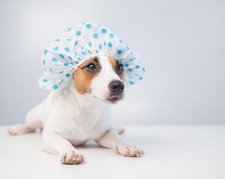 Funny friendly dog jack russell terrier takes a bath with foam in a shower cap on a white background. Copy space.