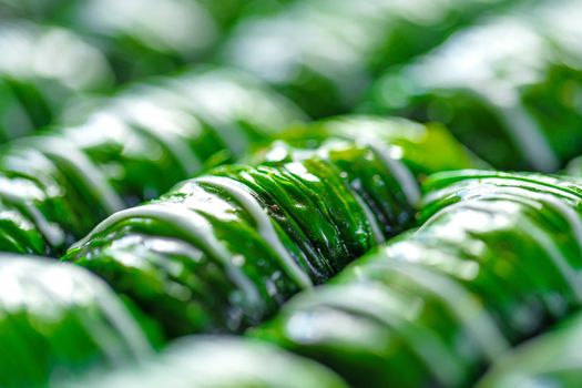 Green colored Turkish dessert baklava placed in rows, for background