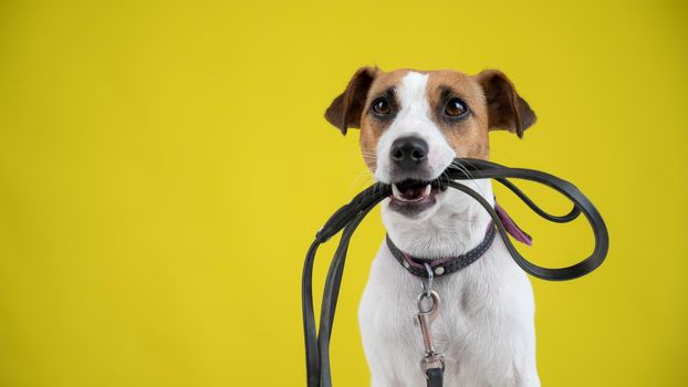 The dog is holding a leash on a yellow background. Jack Russell Terrier calls the owner for a walk