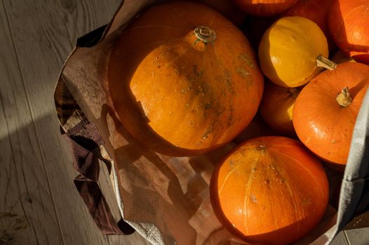 Several ripe pumpkins for Halloween. Autumn harvest