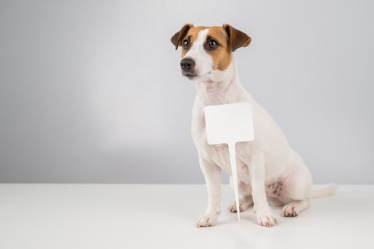 Jack Russell Terrier with a sign on a white background. Dog holding bogus ad