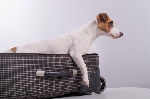 Jack Russell Terrier sits in a suitcase on a white background in anticipation of a vacation. The dog is going on a journey with the owners.
