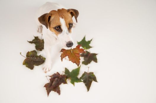 The dog is holding a bunch of maple leaves on a white background