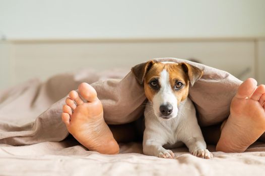 The dog lies with the owner on the bed and looks out from under the blanket. Barefoot woman and jack russell terrier in the bedroom