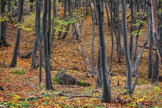 Early fall photo of forest, small rock surrounded with autumn leaves in orange color