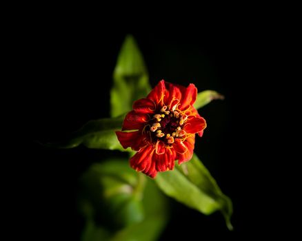 Vibrant red flower on dark background, close-up photo of a red flower