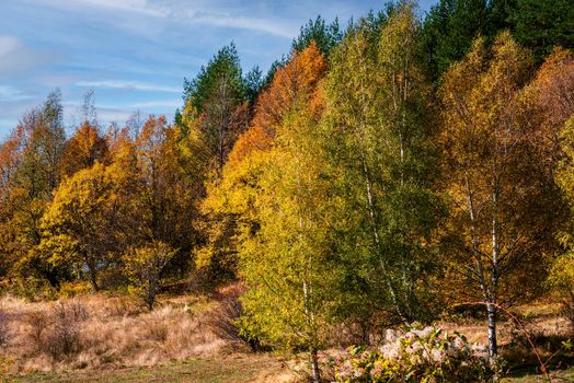 Vibrant autumn forest landscape, golden and red trees and a blue sky in fall season