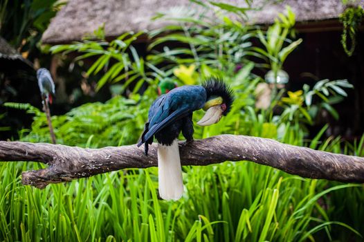 Birds in the museum Blanco, Bali, Indonesia