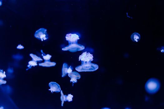 Group of light blue jellyfish swiming in an aquarium