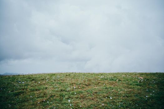 Field flowers mountains travel adventure nature. High quality photo