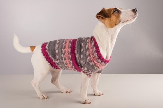 Jack russell terrier dog in a knitted woolen sweater on a white background