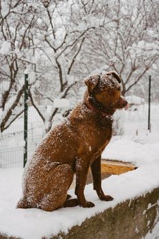 Red dog sits on a parapet in the snow. Snowy weather. A dog in a red collar is all in the snow.