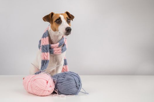 Dog jack russell terrier knits a knitted scarf on a white background