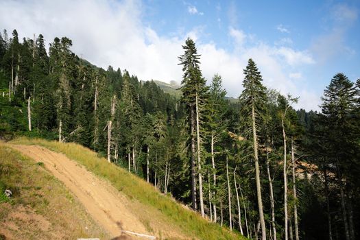 Panoramic view of a glade in summer forest for a background